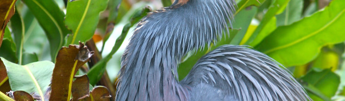 Tri-Colored Heron – Breeding Plumage