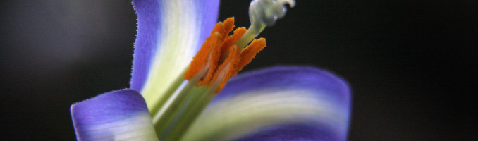 Macro Bromeliad