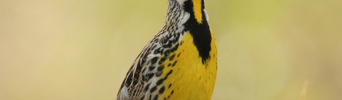 Meadowlark